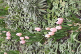 Tulipa 'Shirley' RCP 3-2020 (JK)  (12).jpg